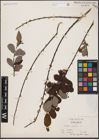 Foto von Salix aurita L.